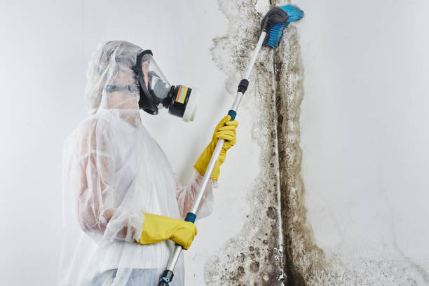 Best Attic Mold Remediation in Terre Du Lac, MO