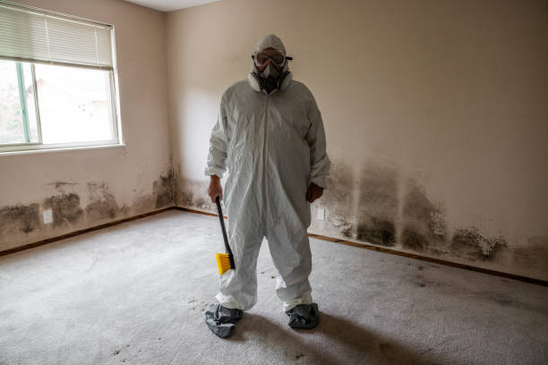 Best DIY Mold Remediation Support Services in Terre Du Lac, MO