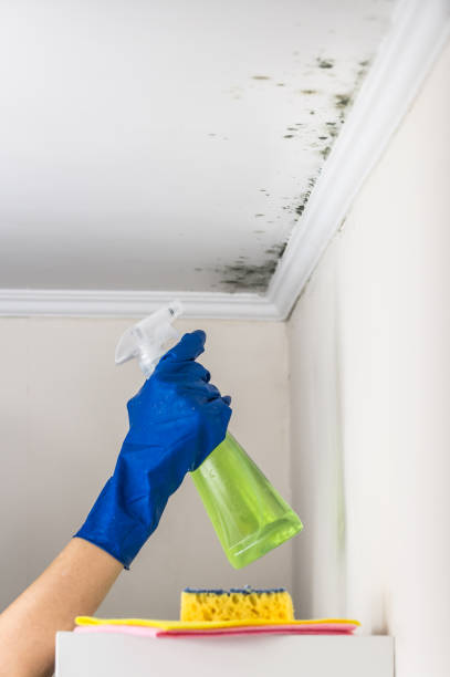 Professional Mold Remediation in Terre Du Lac, MO