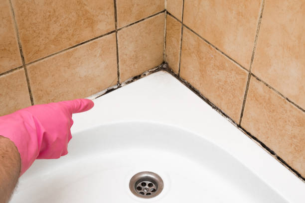 Best White Mold Remediation in Terre Du Lac, MO